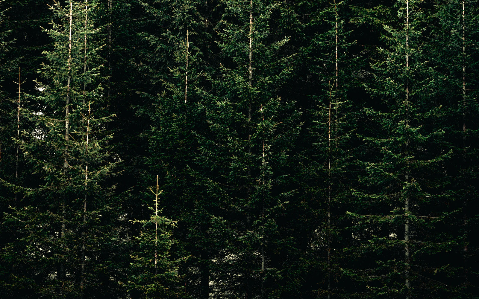 Making Sense of Net Zero: Glossary of terms