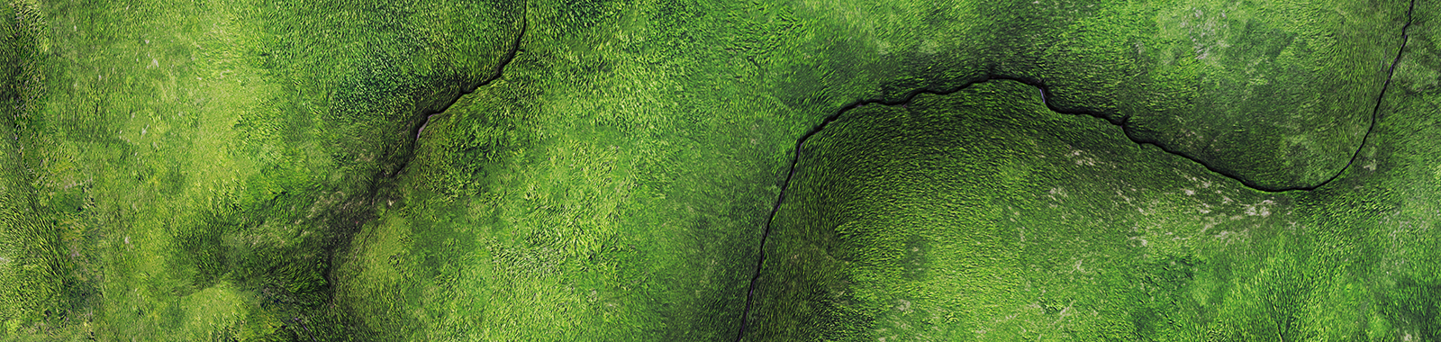 Embracing Nature: How Businesses Can Engage with New Environmental Imperatives