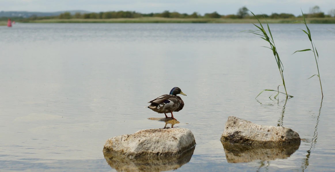 Biodiversity on the Brink