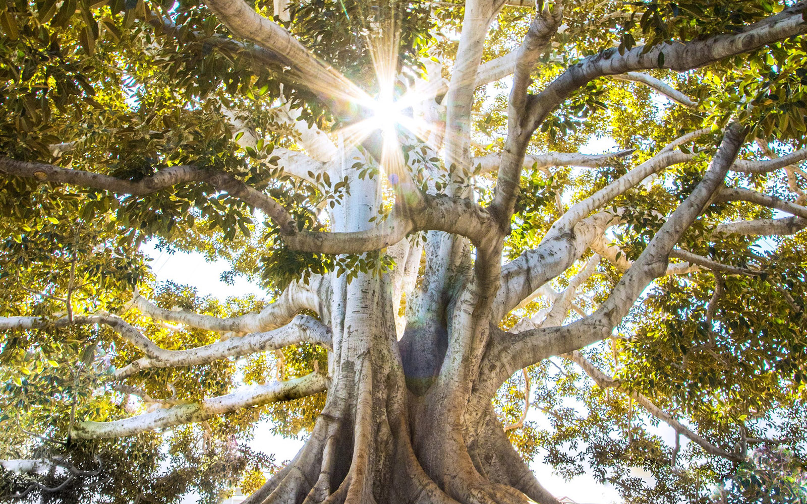 Sustainable Underwriting: Key steps to achieving a net zero insurance balance sheet