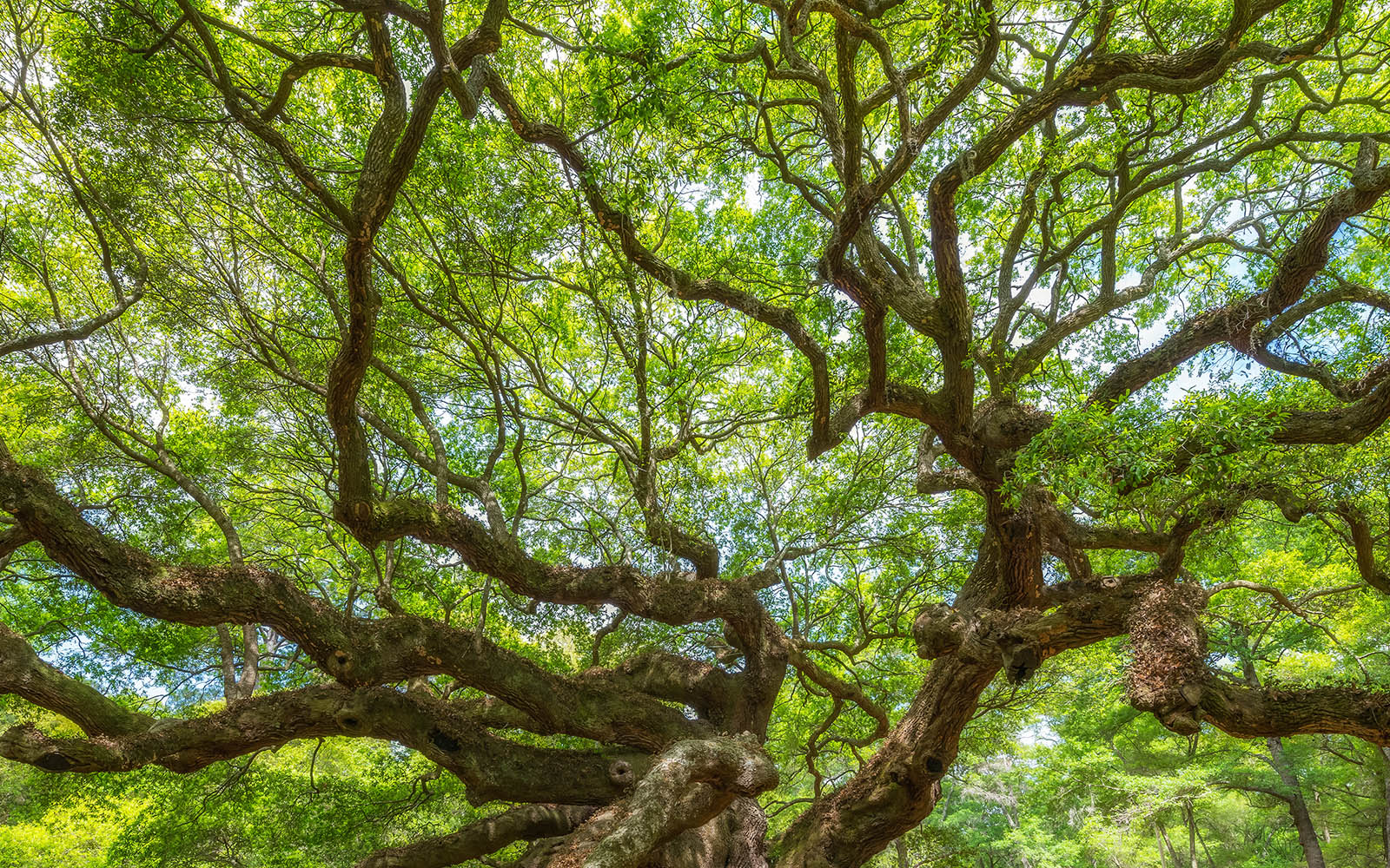 Innovations in Nature Insurance for Business